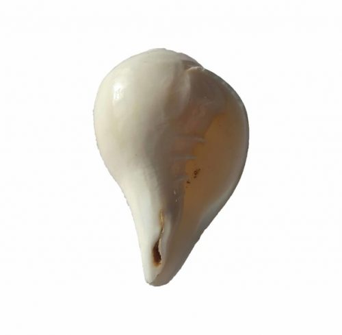 Narayan Padam Shankh NPS01
