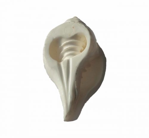 Triveni Shankh TS01